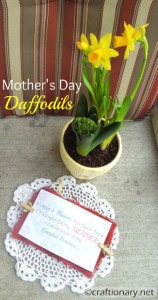Daffodil Gift