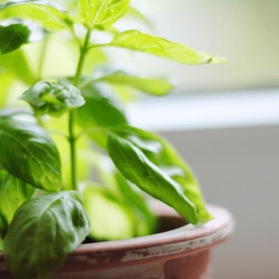 A close-up of a basil plant with green leaves growing in a terracotta pot near a window, showcasing one of the natural ways to repel insects.
