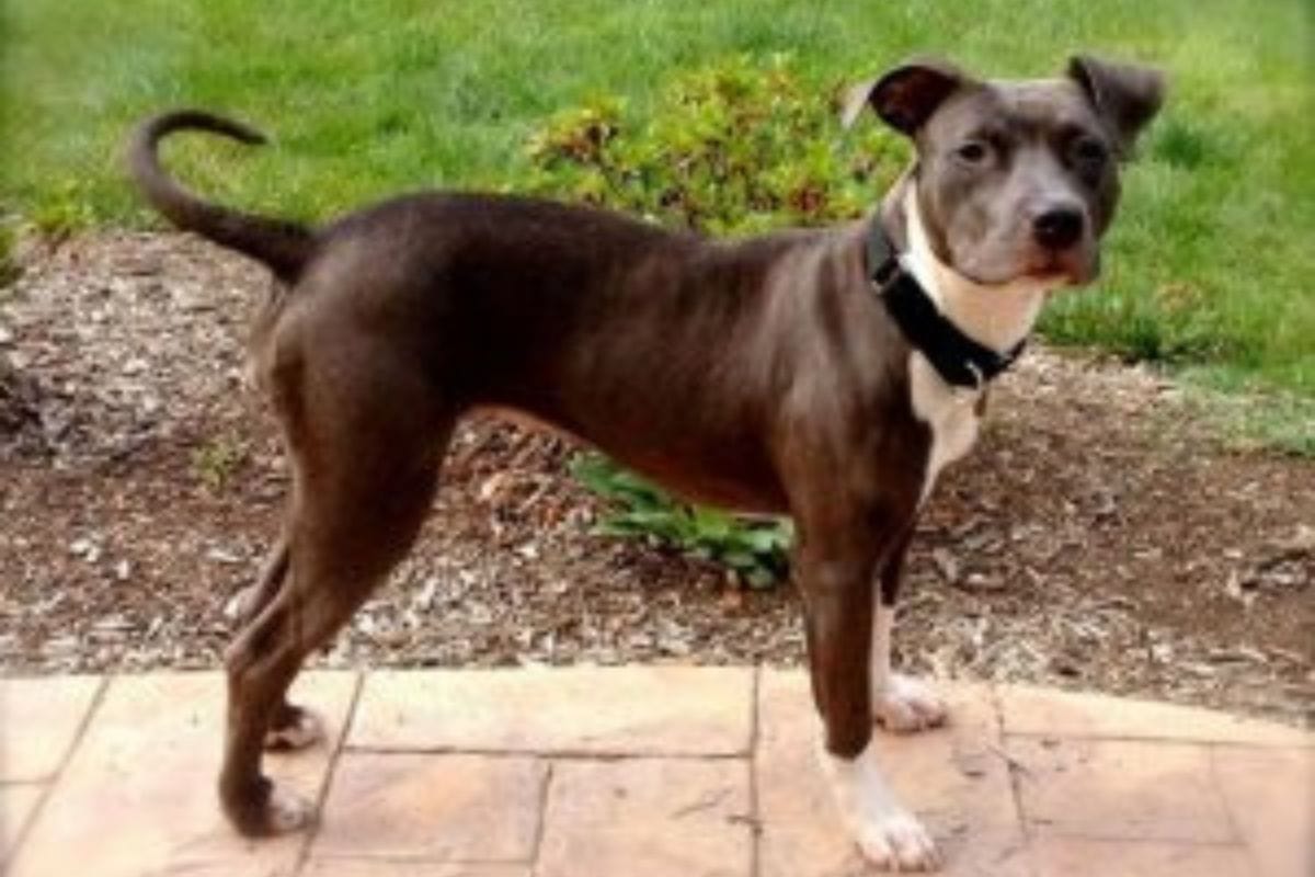 A short-haired dog with a dark gray coat, white chest, and white paws stands on a patio near a grassy area, illustrating the importance of child safety with dogs while enjoying outdoor spaces.