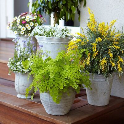 Five ceramic pots with various flowering and leafy plants are arranged on wooden steps next to a light-colored wall.