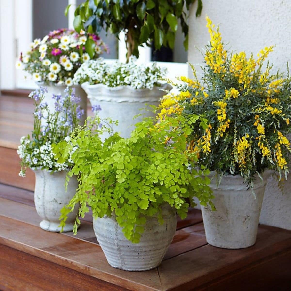 Five ceramic pots with various flowering and leafy plants are arranged on wooden steps next to a light-colored wall.