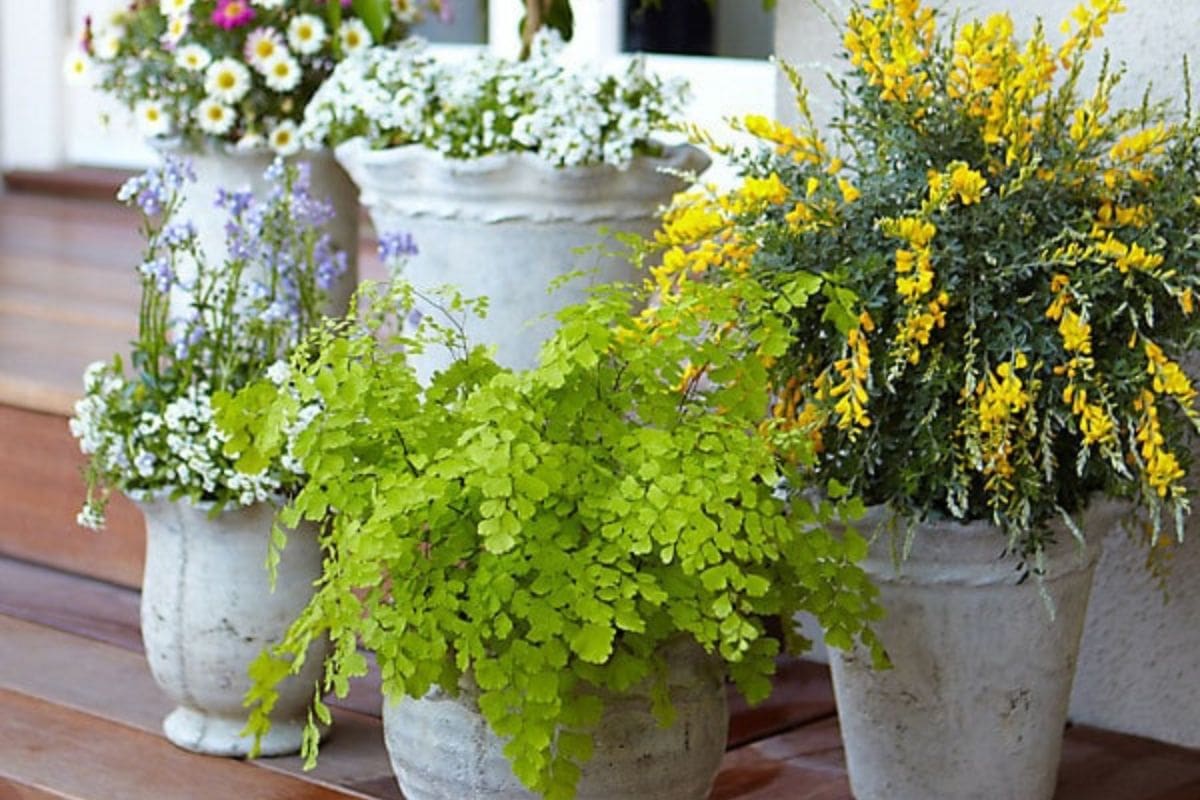 Four white ceramic pots on wooden steps hold various flowering plants, including yellow, white, and purple blooms, and green foliage.