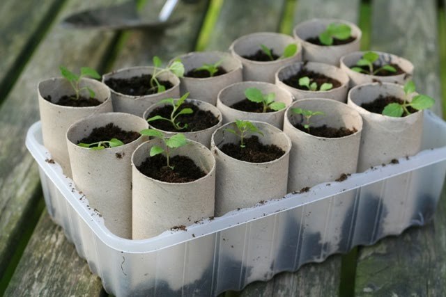 Toilet paper Rolls used as Seed Starters