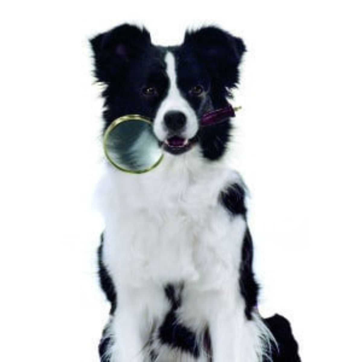 A black and white dog sits upright, holding a magnifying glass in its mouth against a plain white background.