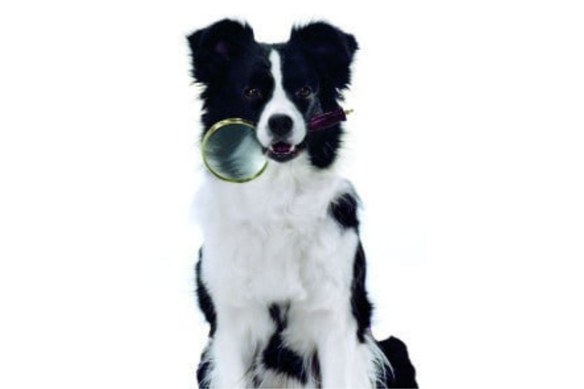 A black and white dog is sitting and holding a magnifying glass in its mouth against a white background.