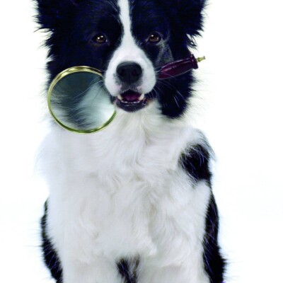 Dog holding a magnifying glass in it's mouth