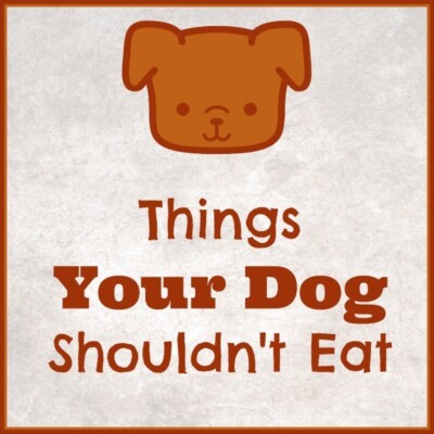 "Things your dog shouldn't eat"