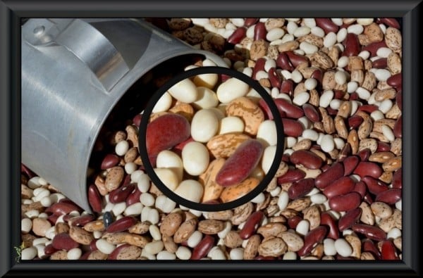 Beans - Magnified spilling out of a tin cup