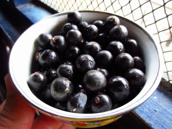acai berries in a bowl