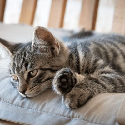 A grey tabby kitten lies on a cushion, stretching its front paw forward while looking off to the side.
