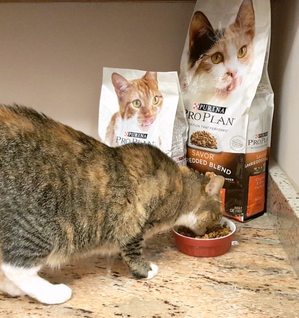 Lumen LOVES her new cat food