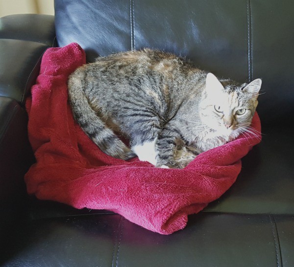 Lumen staked a claim on our throw blanket