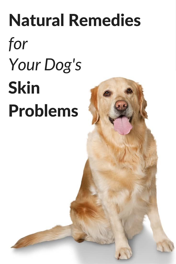 Natural remedies for dog skin problems that don't require medication or expensive treatments