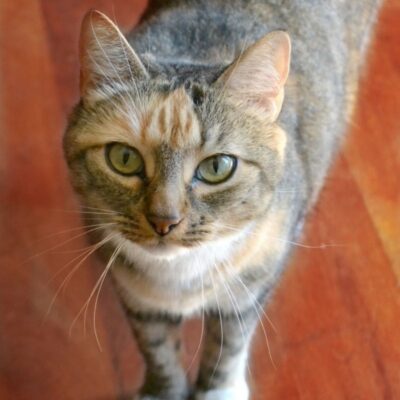 A tabby cat with green eyes and a mix of orange and gray fur stands on a wooden floor, looking up at the camera—one of the 10 tips for a happy healthy cat is providing an engaging environment like this.