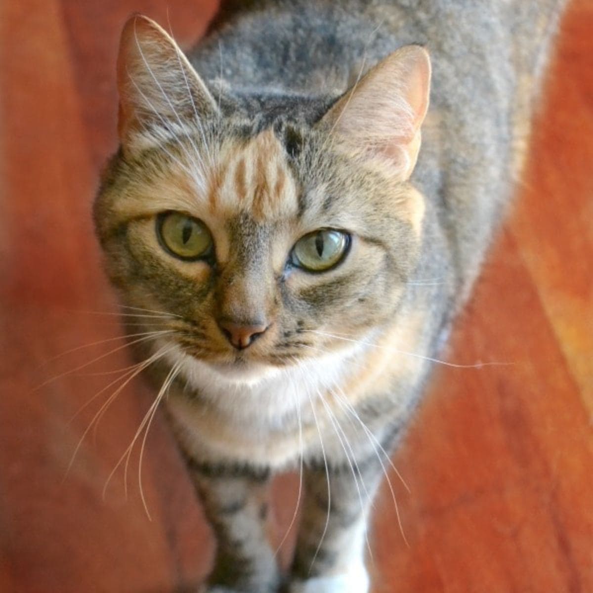 A tabby cat with green eyes and a mix of orange and gray fur stands on a wooden floor, looking up at the camera—one of the 10 tips for a happy healthy cat is providing an engaging environment like this.