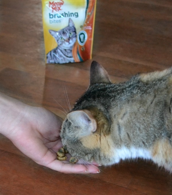 Meow Mix Brushing Bites are a tasty and easy way to protect your cat's teeth