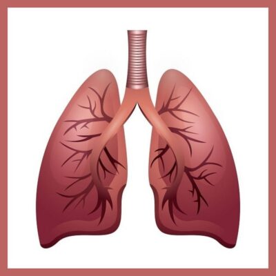 Illustration of human lungs and trachea, showing bronchial branches inside both left and right lungs on a white background with a reddish border, highlighting how the environment affects your lung health.