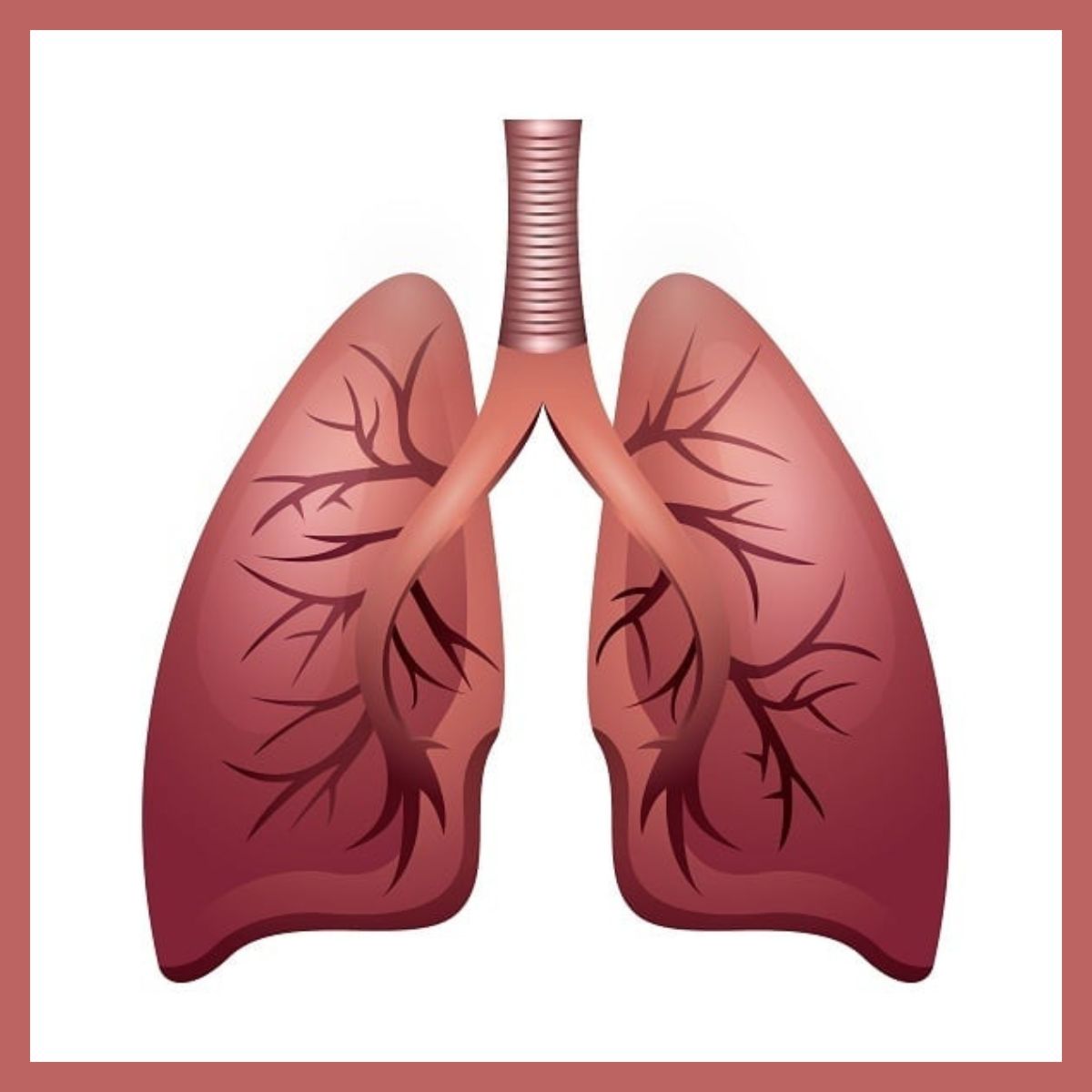 Illustration of human lungs and trachea, showing bronchial branches inside both left and right lungs on a white background with a reddish border, highlighting how the environment affects your lung health.