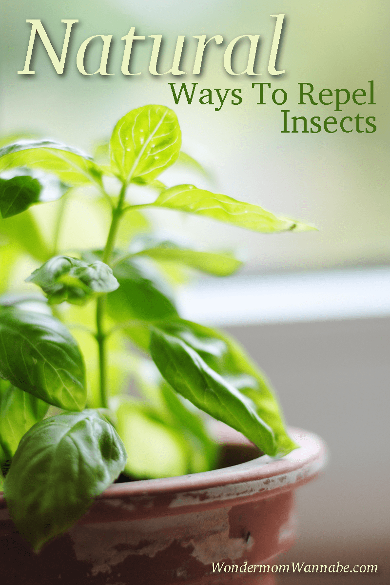Ditch the harmful chemicals! This article contains several NATURAL ways to repel insects so you can keep bugs at bay without harming your family or pets.