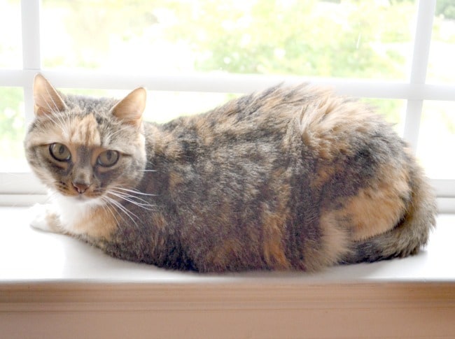 a cat sitting on a windowsill