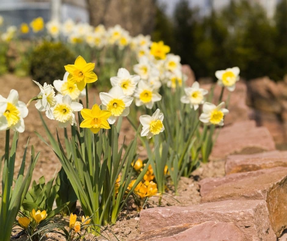daffodils in landscaping with rock border
