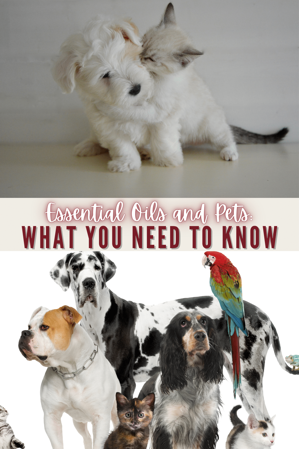 Great information about essential oils and pets, especially when it comes to which ones to avoid and why. #essentialoils #pets via @wondermomwannab