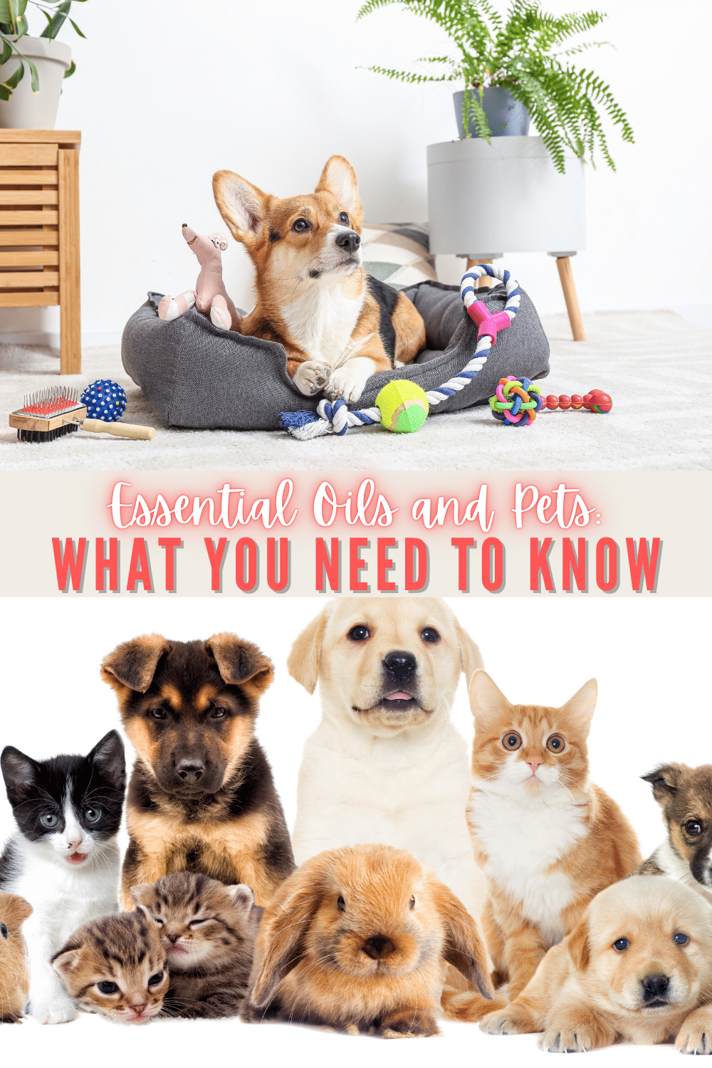 Great information about essential oils and pets, especially when it comes to which ones to avoid and why. #essentialoils #pets via @wondermomwannab