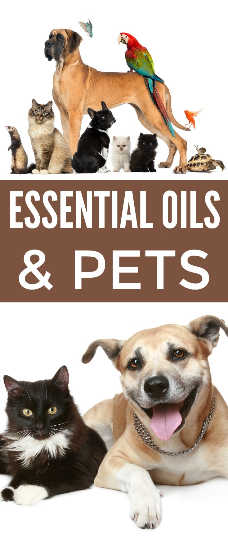a collage of cats, dogs birds, and a turtle with title text reading Essential Oils and Pets