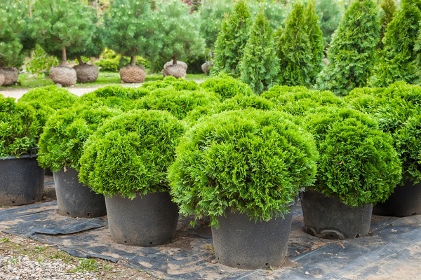 evergreens in pots with more trees in the background