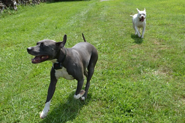 two dogs running on the grass