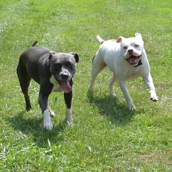 two dogs running on the grass