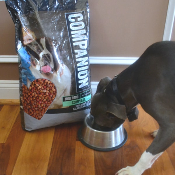 brown and white dog eating out of a metal dog dish next to a big bag of companion dog food on a wood floor
