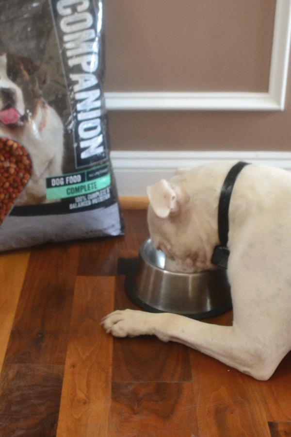 white dog eating out of a metal dog dish next to a big bag of companion dog food on a wood floor