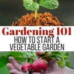 gardening 101 how to start a vegetable garden