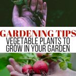 PHOTO collage of hand holding plant and hand holding radishes with text Gardening tips vegetable plants to grow in your garden