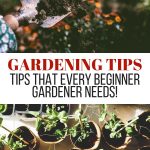 Gardening tips Tips that every beginner gardener needs to know
