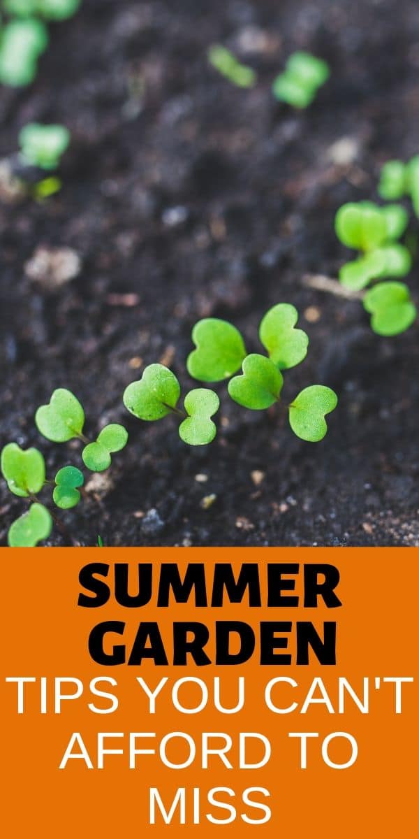 SEEDS growing out of the ground with text summer garden tips you can't afford to miss 