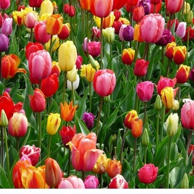 field full of all colors of tulips