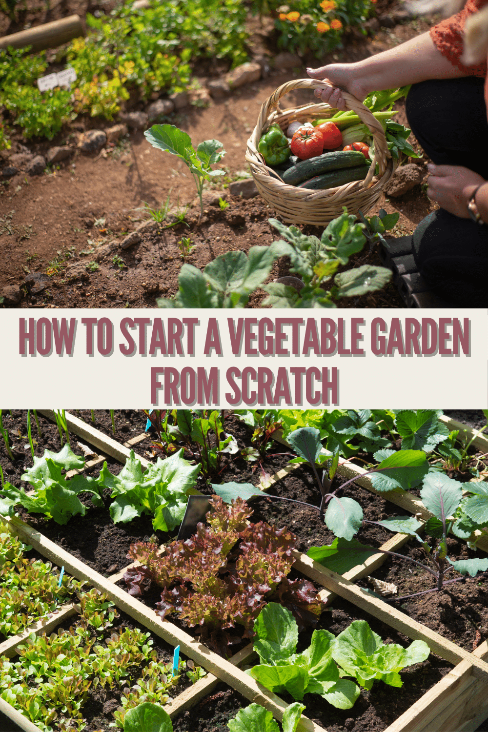 If you're looking for how to start a vegetable garden, you're in luck! These simple tips will have you growing your own food in no time at all! #gardening #tips #vegetable #greenthumb via @wondermomwannab