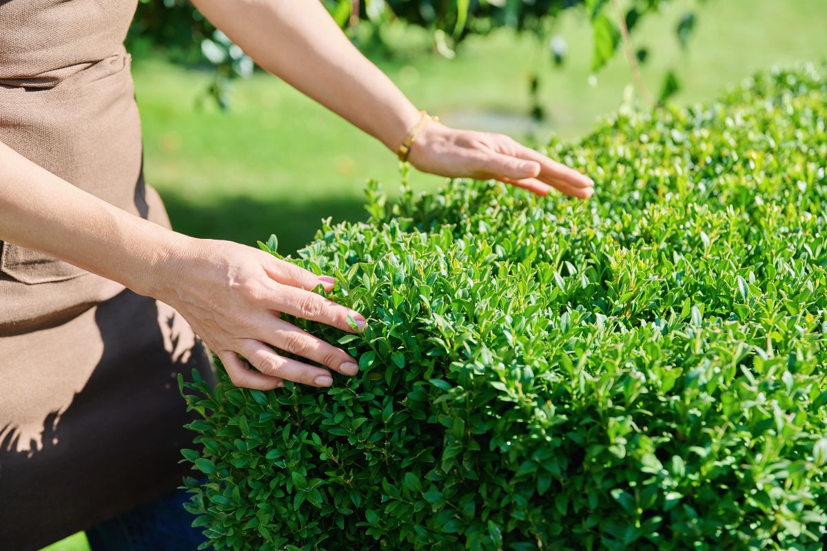 a person's hands touching a hedge plant.