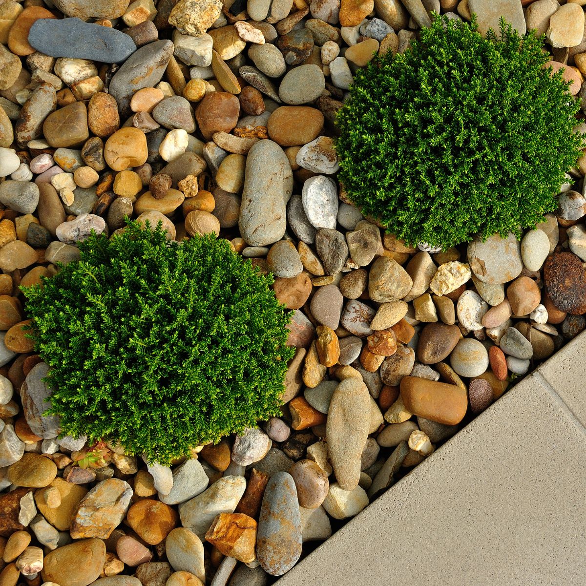 close up of gravel landscaping with two small bushes