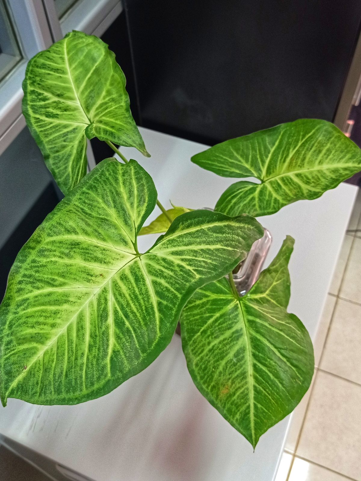 overhead view of alocasia frydek plant sitting on a white table