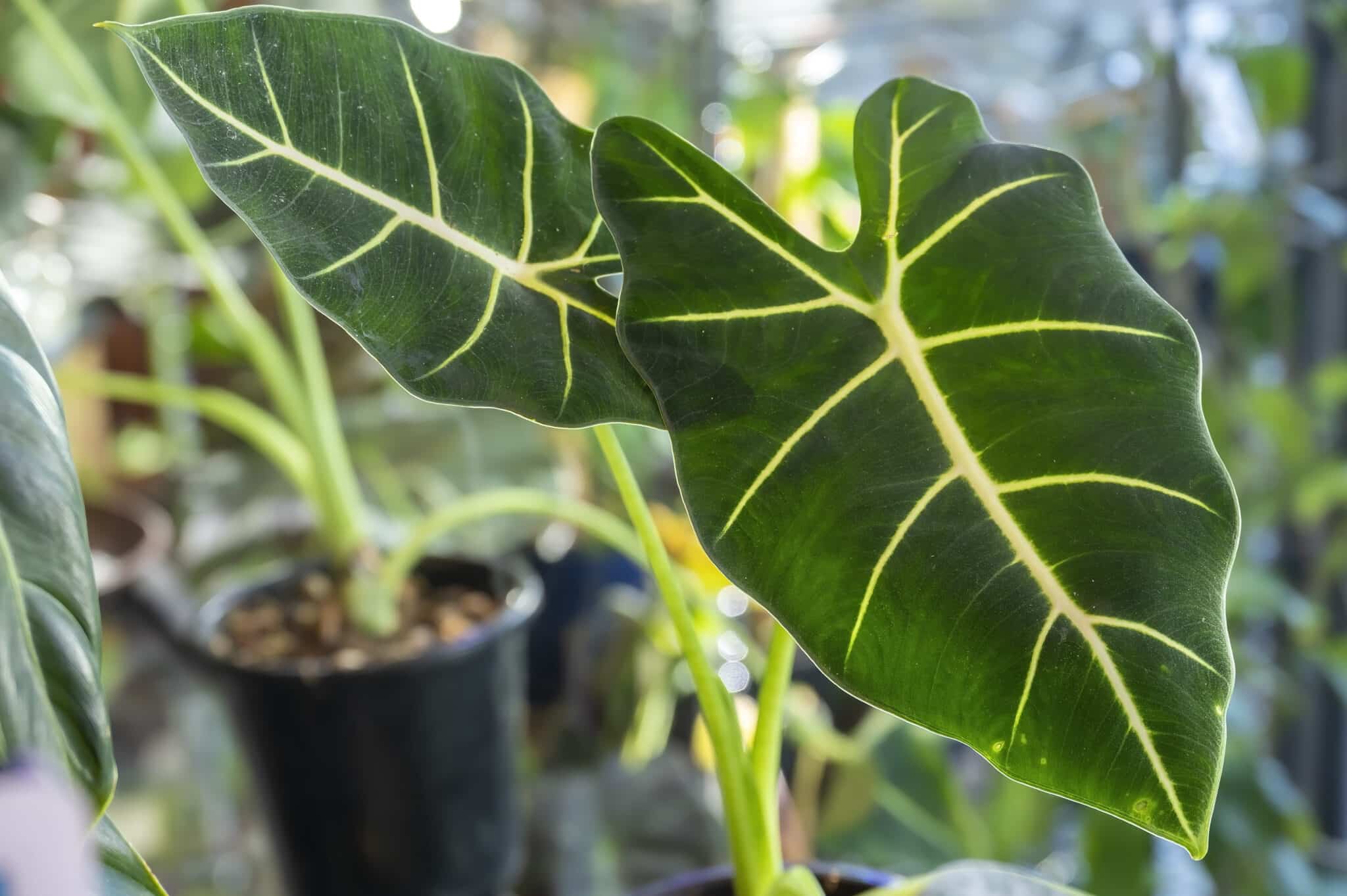 close up view of the leaves of a potted alocasia frydek