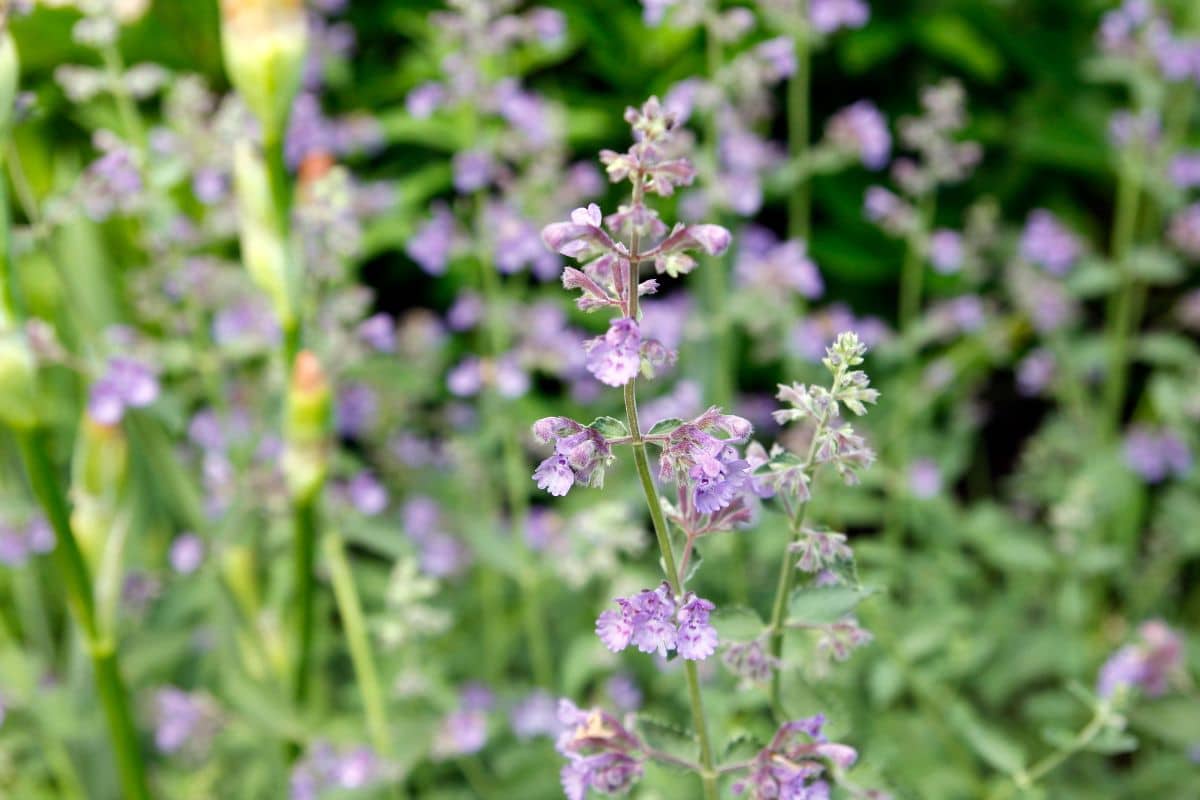 closeup of a catmint plant with more plants blurred in the background.