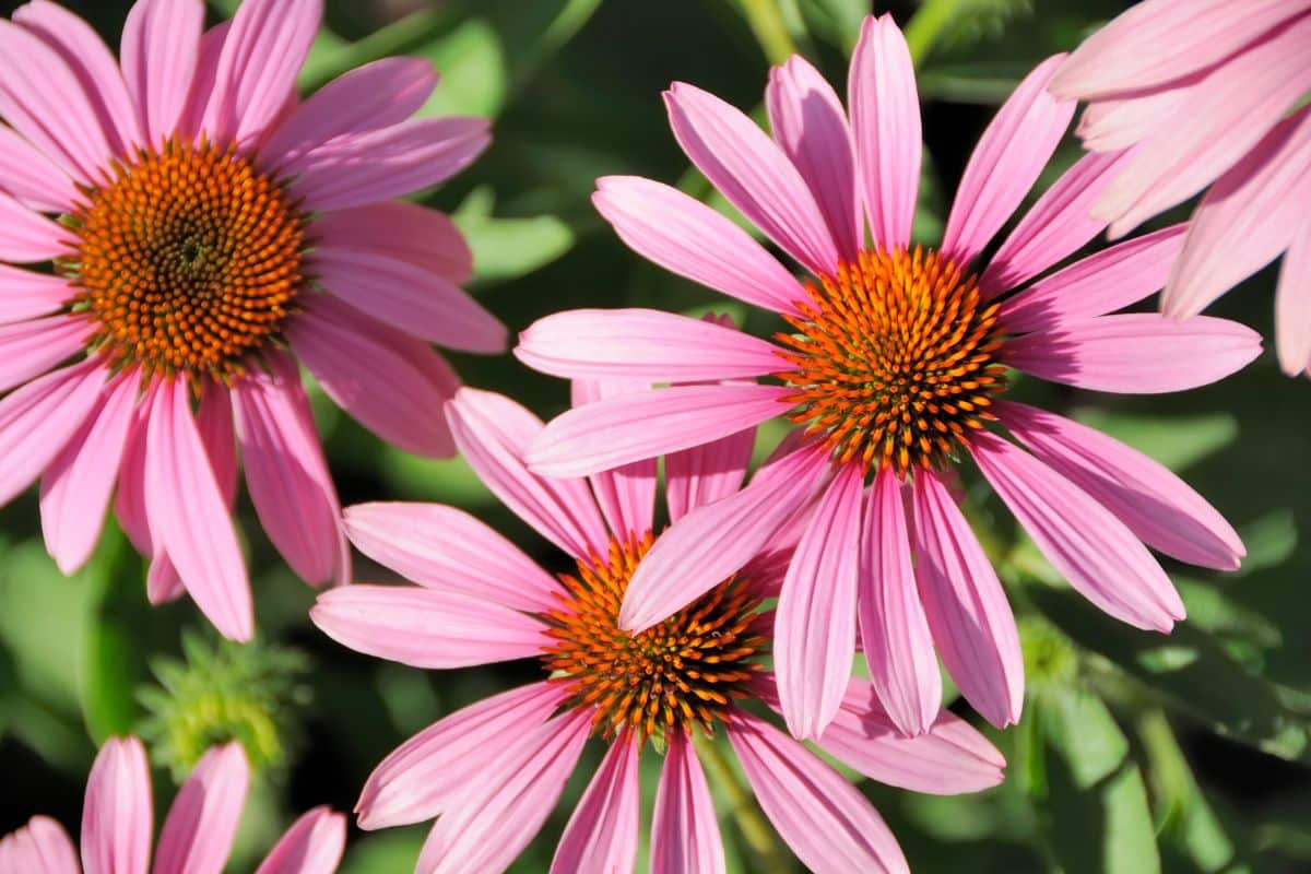 pink coneflowers with an orange middle.