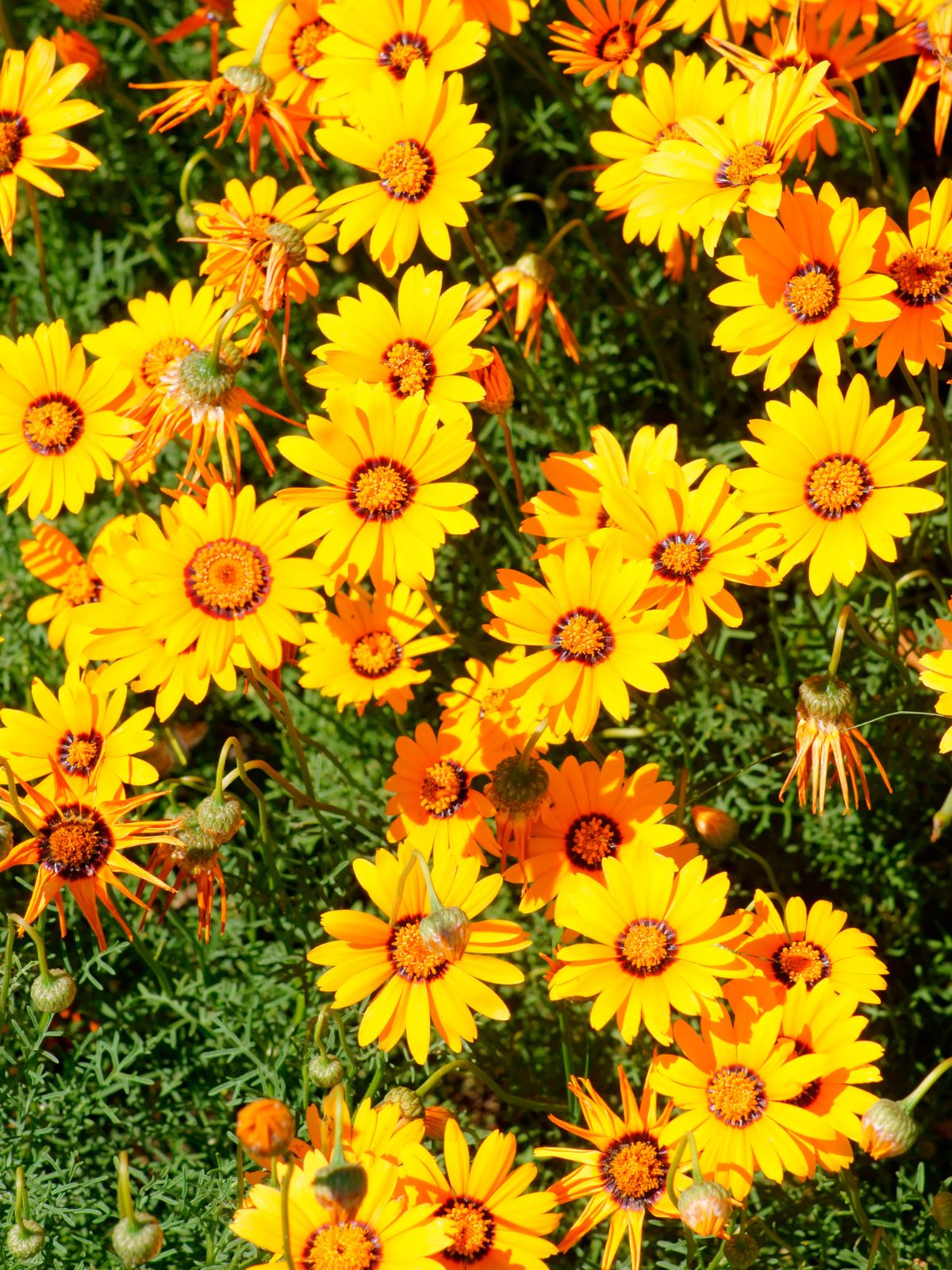 several Coreopsis plants.