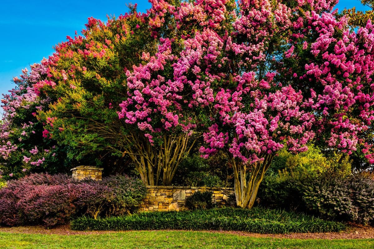 trees with pink flowers in a yard.