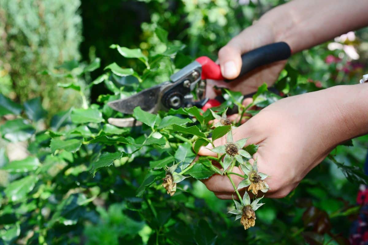 hands using pruning shears to trim a plant.