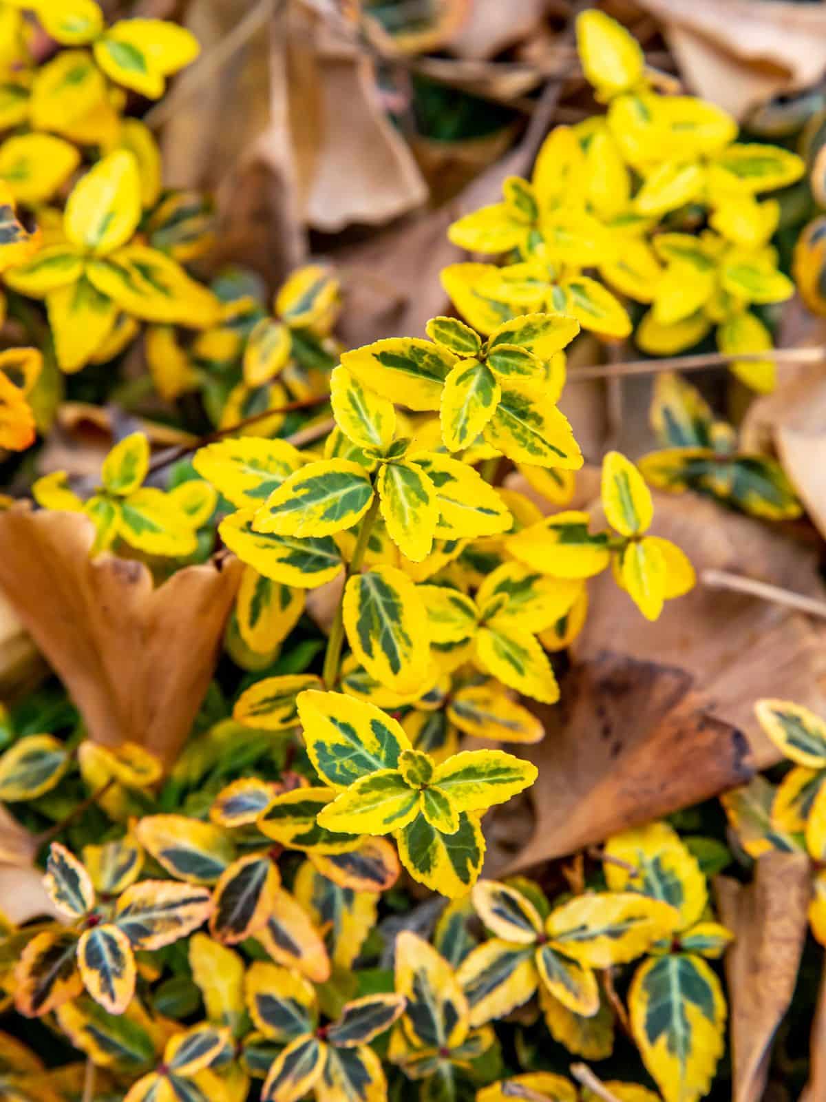 a plant with bright yellow and green leaves.