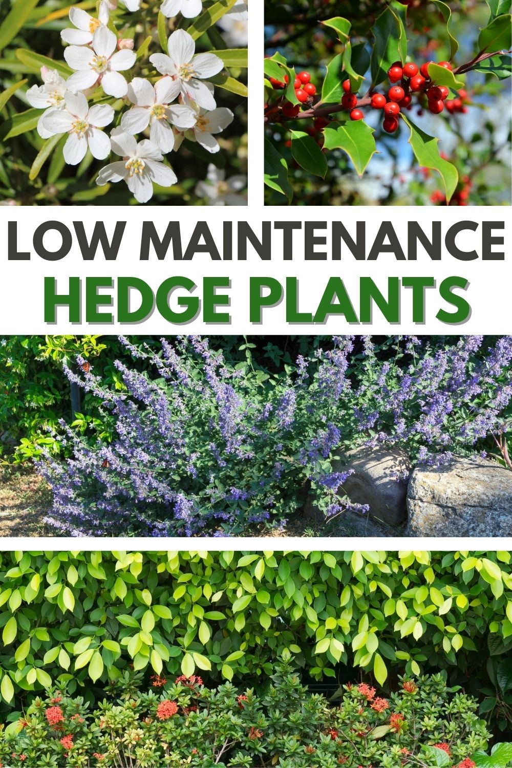 If you want an easy way to make a natural barrier around your home or garden, look no further than fast growing low maintenance hedge plants! #fastgrowinglowmaintenancehedgeplants #fastgrowing #lowmaintenance #hedgeplants #fastgrowinghedges via @wondermomwannab